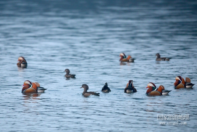 進入初冬，大批野生鴛鴦陸續(xù)飛抵江西婺源縣賦春鎮(zhèn)鴛鴦湖越冬，小精靈們在湖面上或相互依偎、卿卿我我；或隨波逐流、嬉戲打鬧，悠閑自在生活在青山綠水之間，優(yōu)良的水域和豐富的湖畔闊葉林，為鴛鴦過冬提供良好生存環(huán)境，婺源鴛鴦湖已成為亞洲最大的野生鴛鴦越冬棲息地。（攝于12月4日下午）
