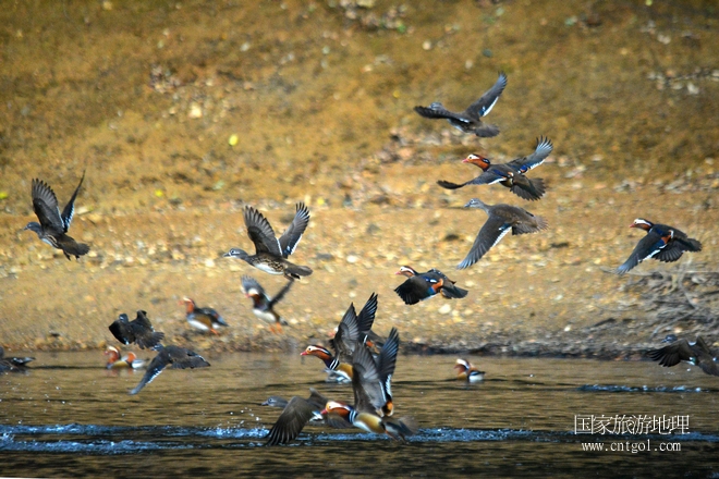 進入初冬，大批野生鴛鴦陸續(xù)飛抵江西婺源縣賦春鎮(zhèn)鴛鴦湖越冬，小精靈們在湖面上或相互依偎、卿卿我我；或隨波逐流、嬉戲打鬧，悠閑自在生活在青山綠水之間，優(yōu)良的水域和豐富的湖畔闊葉林，為鴛鴦過冬提供良好生存環(huán)境，婺源鴛鴦湖已成為亞洲最大的野生鴛鴦越冬棲息地。（攝于12月4日下午）
